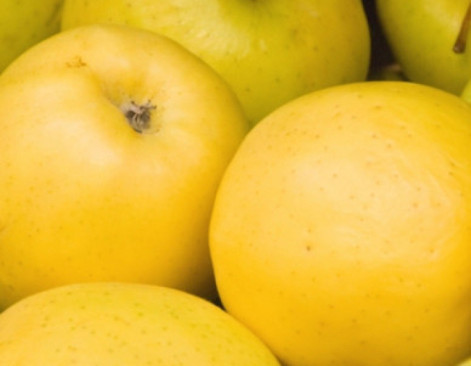 Jabloň ´Golden Delicious´ zimná, podpn.M26, kont. 5l