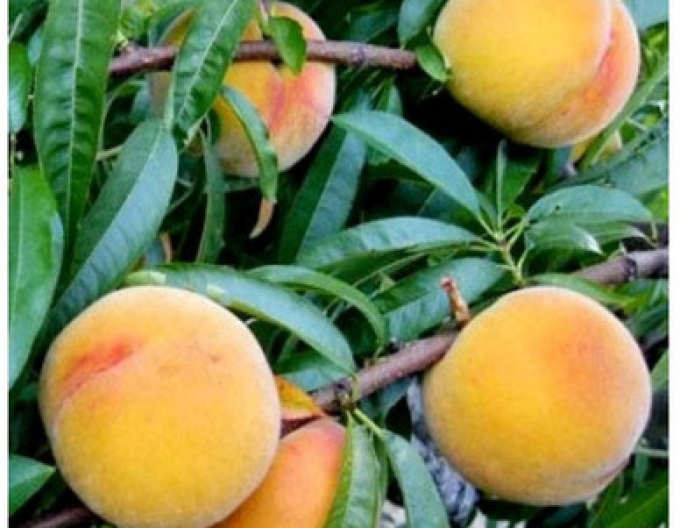 Broskyňa ´Baby Gold 6´ neskorá, podpn. GF677, kont. 5l