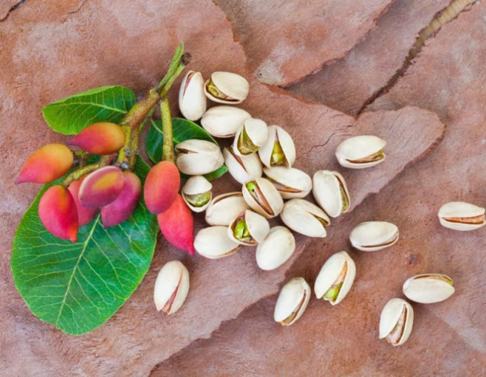 Pistácia pravá ´Kerman´ samica