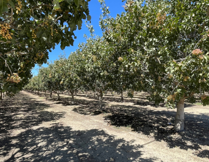 Pistácia pravá ´Kerman´ samica