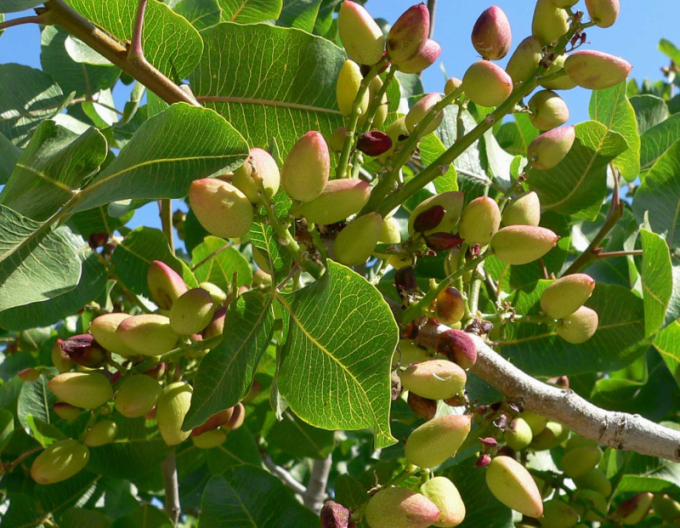 Pistácia pravá ´Kerman´ samica