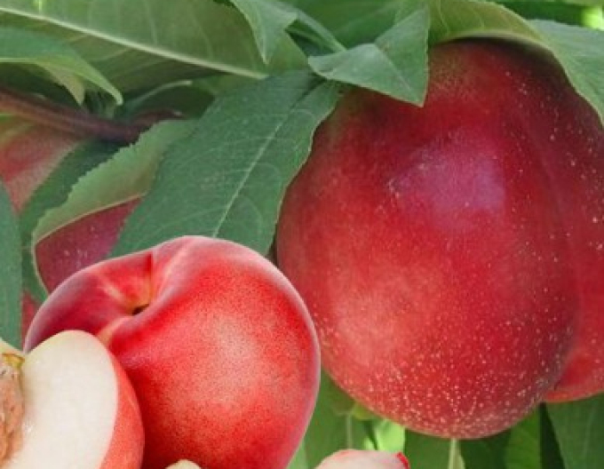 Nektarinka ´Snow Queen´ poloskorá, podpn. GF677, kont. 5l