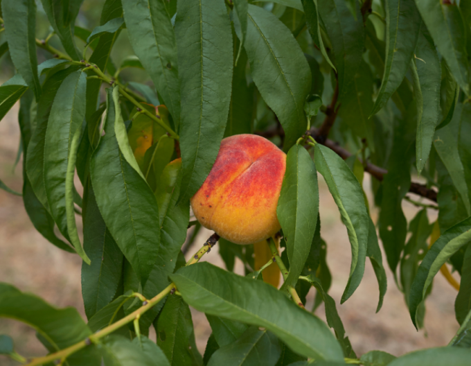 Nektarinka ´Snow Queen´ poloskorá, podpn. GF677, kont. 5l