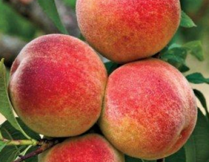 Broskyňa ´Elberta´ neskorá, podp. GF677, kont. 5l