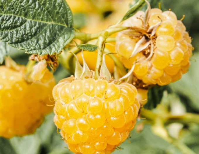 Malina žltá ´Sugana Gelb´ stálorodiaca