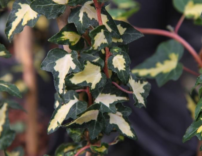 Brečtan popínavý ´Goldheart´