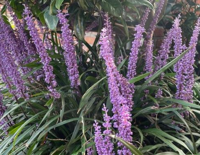 Liriopa modrincová ´Moneymaker´