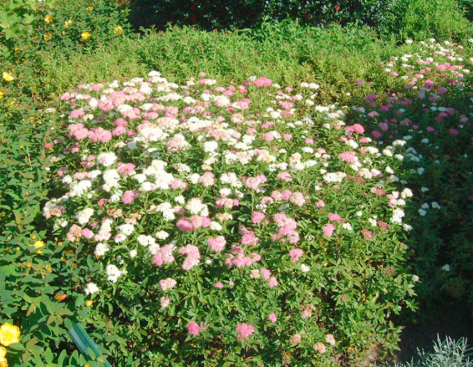 Tavoľník japonský Genpei