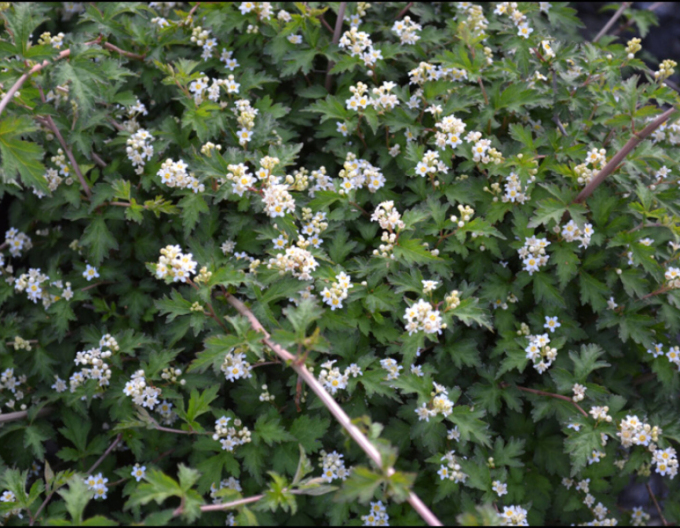 Korunkovec klavý ´Crispa´