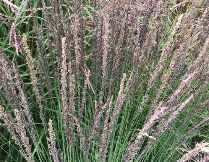 Bezkolenec ´Moorhexe´