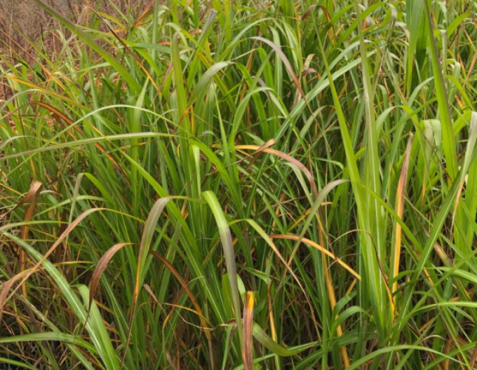 Ozdobnica čínska var. floridules