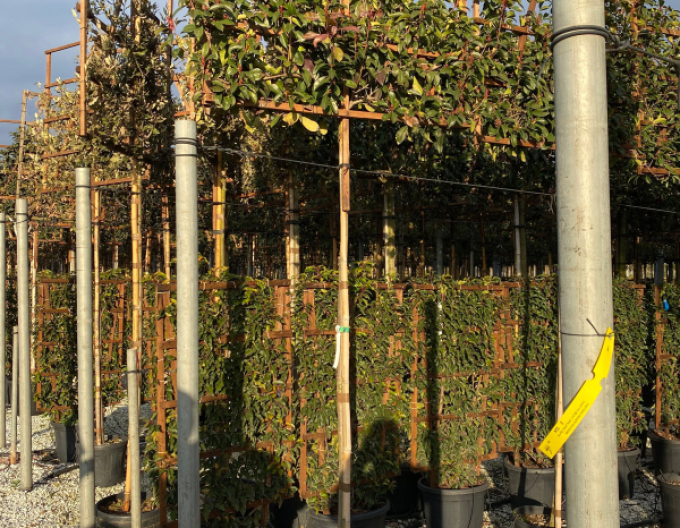 Červienka ´Red Robin´ stena 100x120cm na kmienku