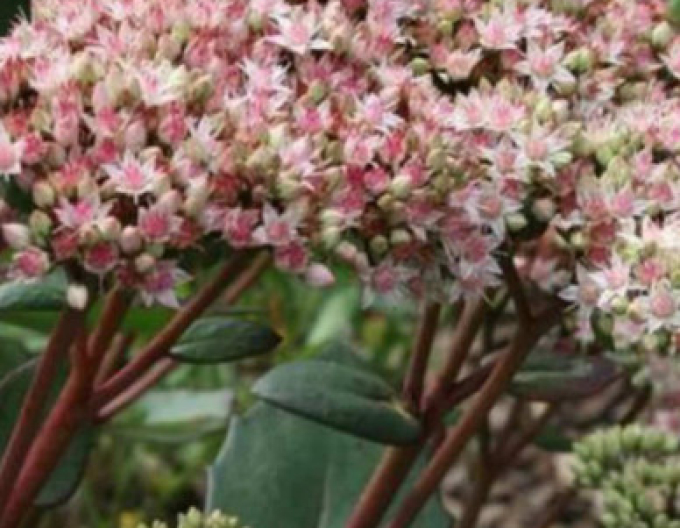 Rozchodník nádherný ’Matrona’ 9x9