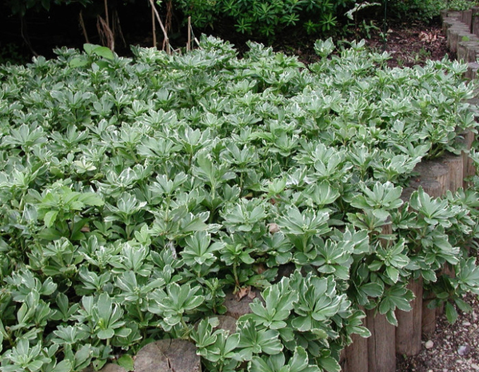Pachysandra vrcholová ´Variegata´