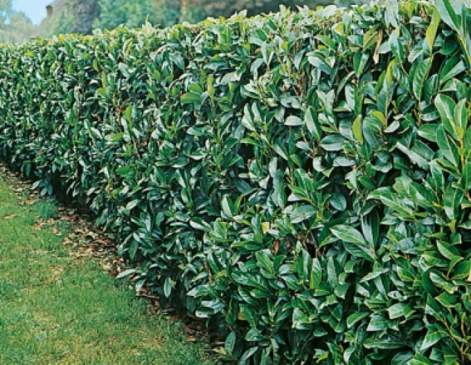 Vavrínovec lekársky ´Novita´ 9x9