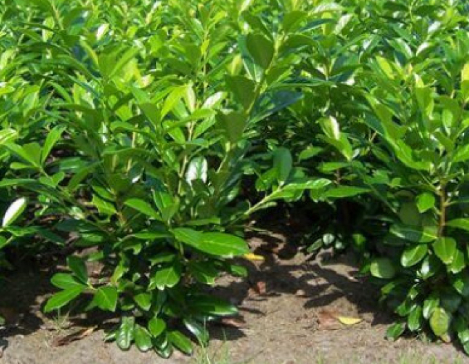 Vavrínovec lekársky ´Novita´ 9x9