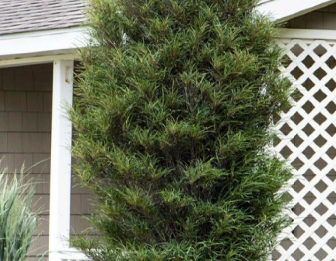 Krušina úzkolistá ´Fine Line´ 250cm