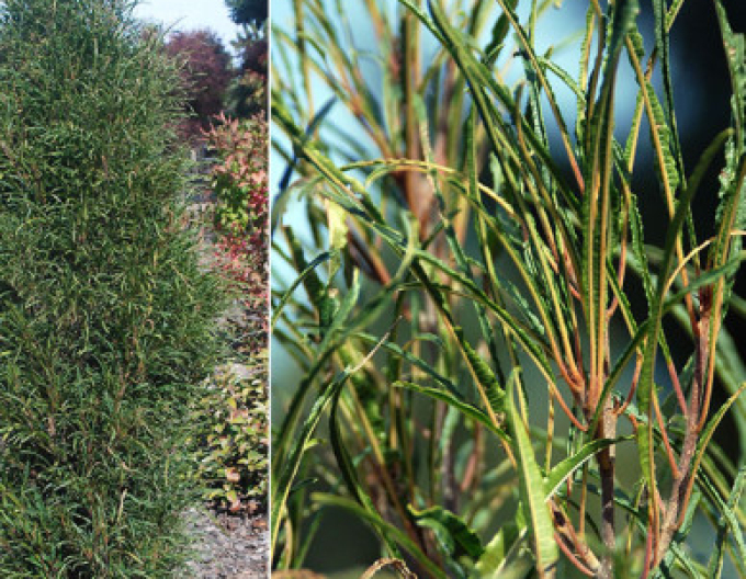 Krušina úzkolistá ´Fine Line´ 250cm