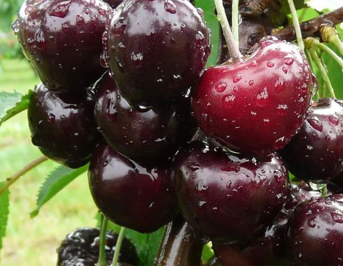 Čerešňa ´Jacinta´ skorá, podp. Mahalebka, voľnok.