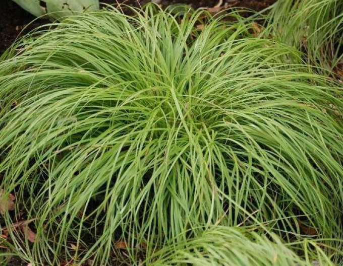 Ostrica ´The Beatles´