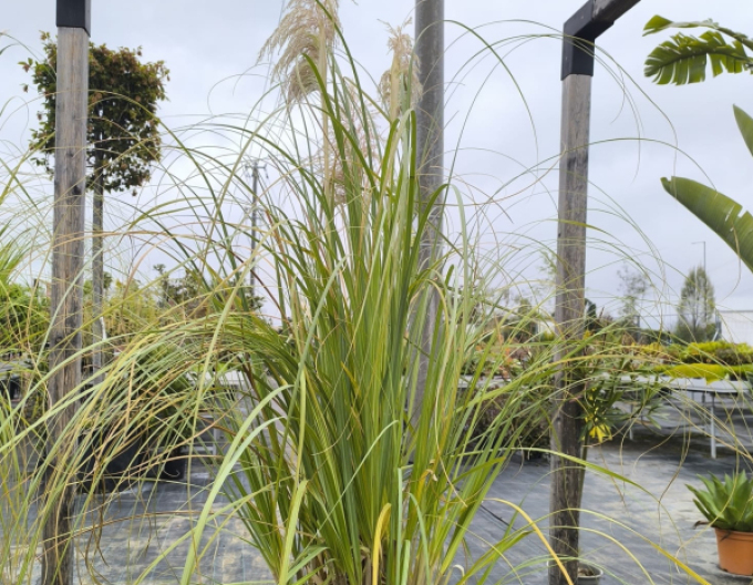 Pampová tráva - Kortadéria ´Biela´