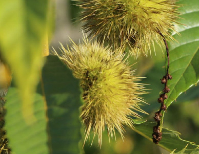 Gaštan jedlý  ´SP´