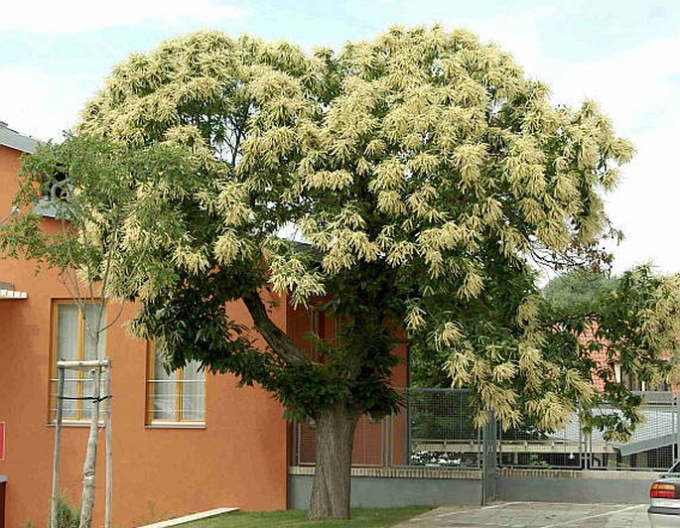 Gaštan jedlý  ´SP´