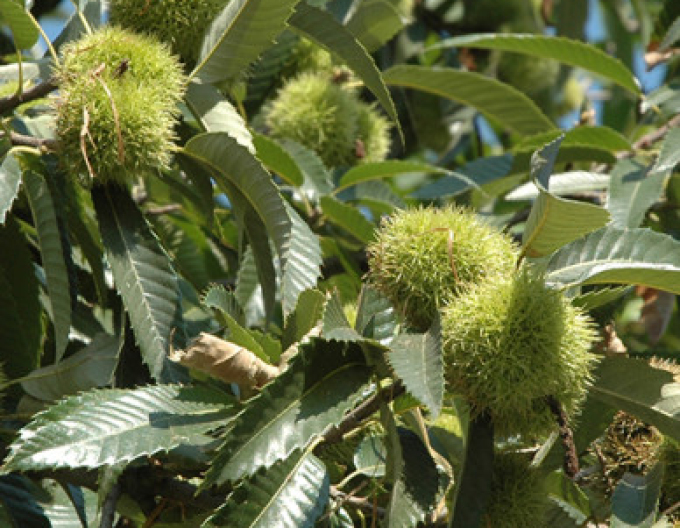 Gaštan jedlý  ´AM´