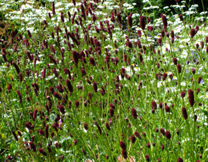 Krvavec ´Red Thunder´