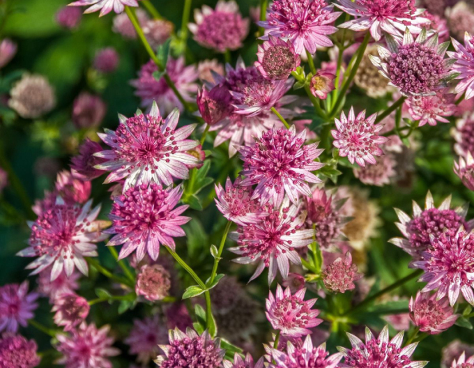 Jarmanka väčšia ´Rosensinfonie´