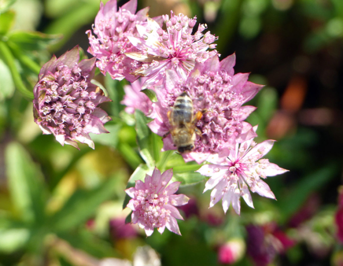 Jarmanka väčšia ´Rosensinfonie´