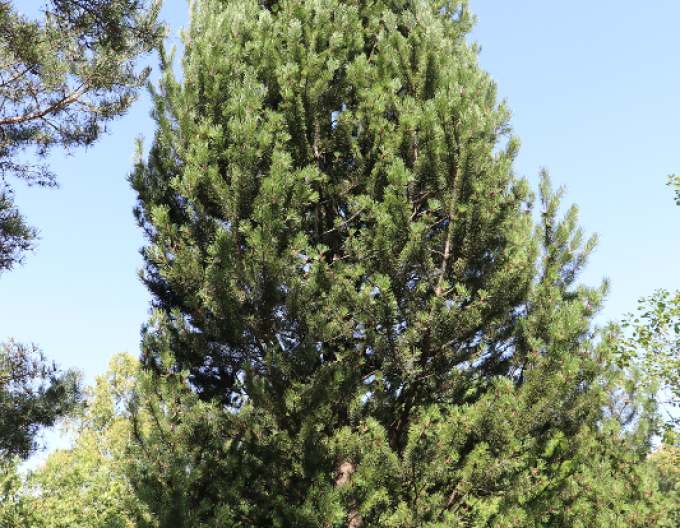 Borovica pyrenejská  40 - 50cm