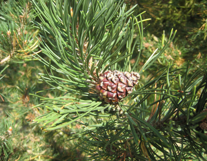 Borovica pyrenejská 50 - 60cm