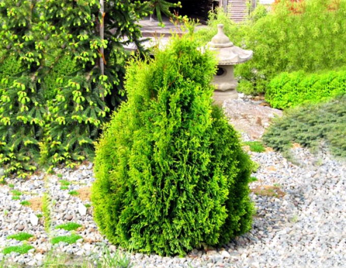 Tuja západná ´Miky´