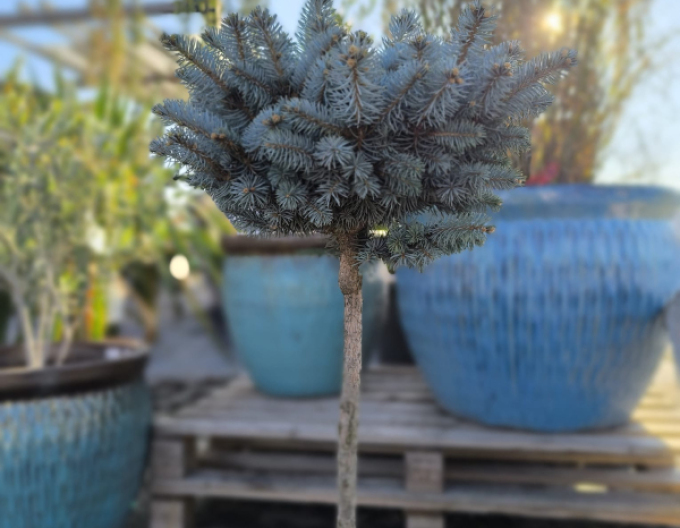 Smrek "Glauca Globosa" na kmienku