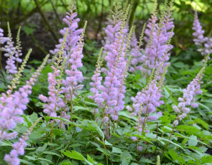 Astilba čínska ’Pumila’