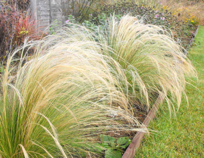 Kavyl ´Pony tails´