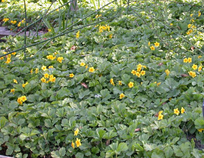 Valdštejnka trojpočetná