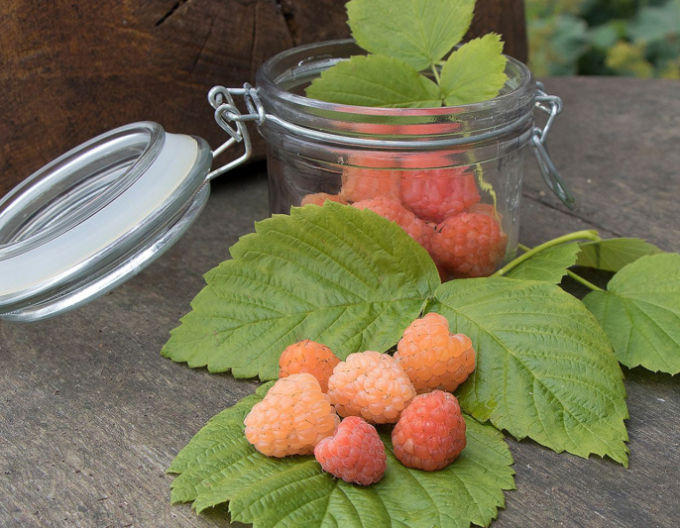 Malina žltá ´Valentina´ stálorodiaca