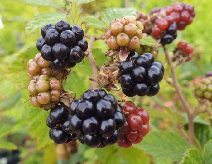 Černica  "Black Satin"