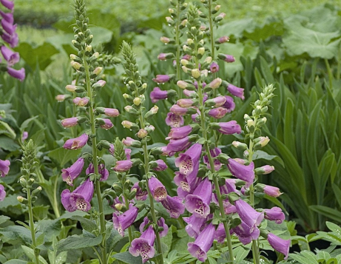 Náprstník ´Dalmatian Mix´