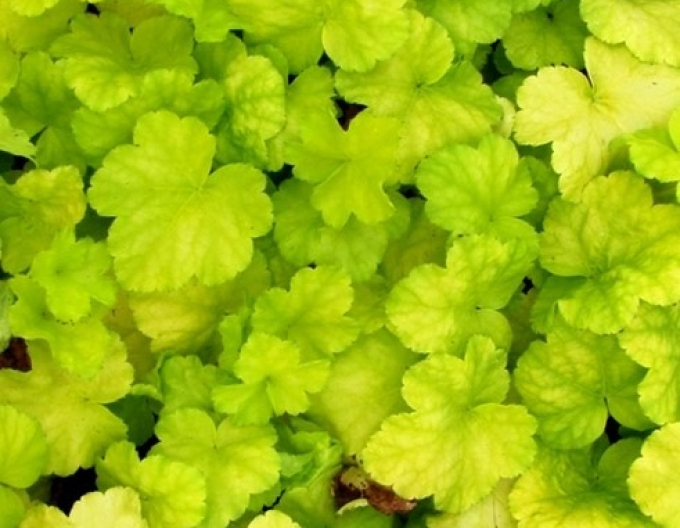 Heuchera ´World Caffe Romano´