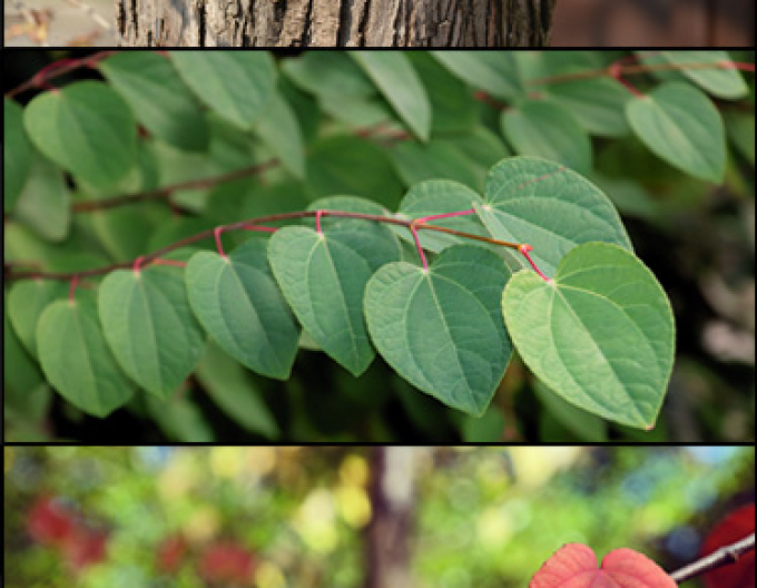 Cercidovník japonský