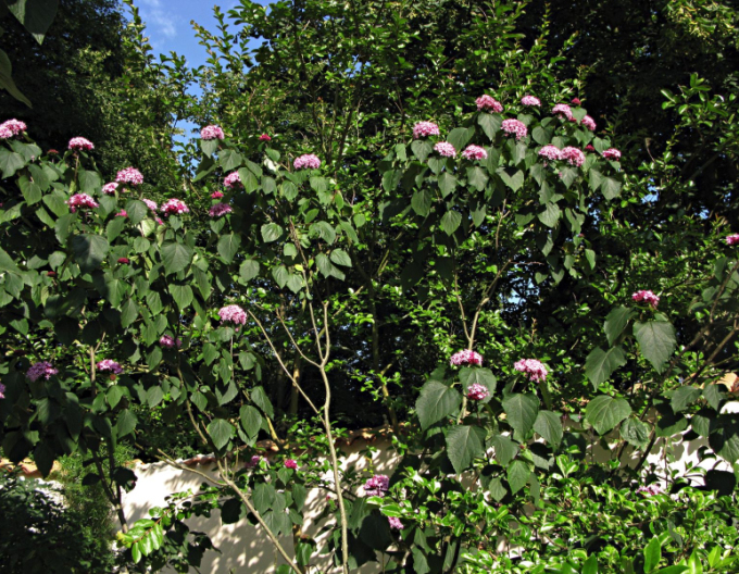 Blahoker  - Klerodendron Bungeov