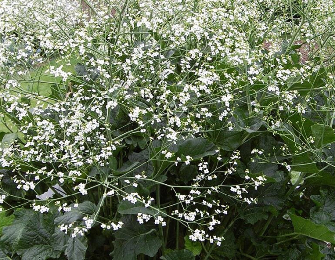 Katran - Crambe cordifolia
