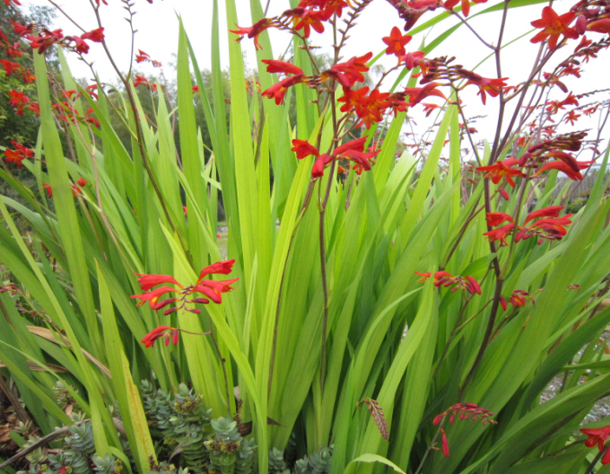 Montbrécia - Crocosmia ’Emberglow’