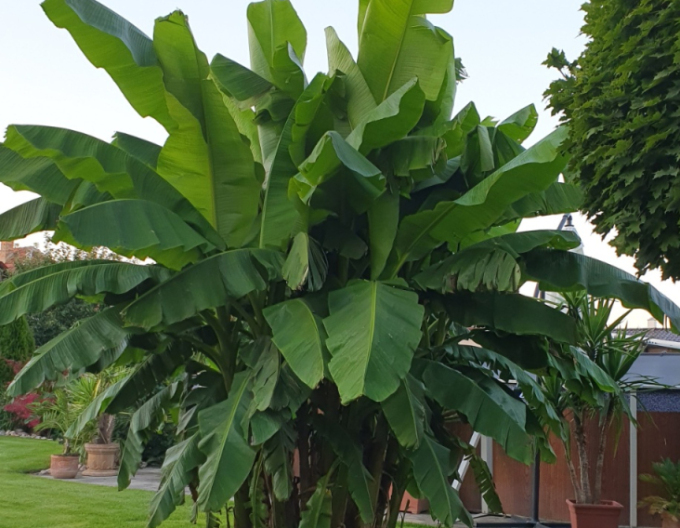 Banánovník japonský (Musa Basjoo)