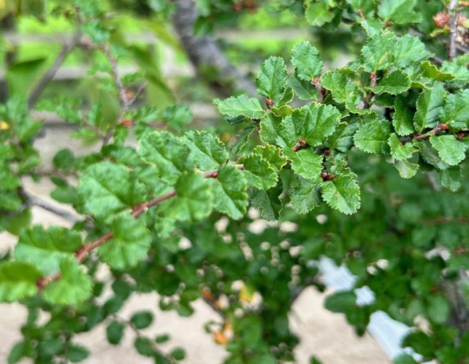 Pabuk antarktický - Nothofagus antarctica