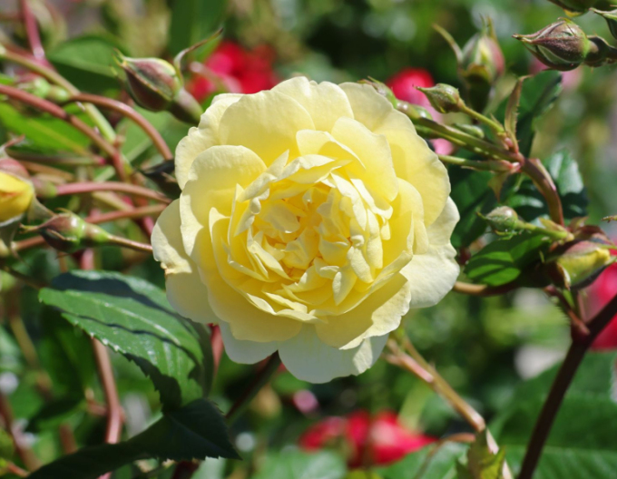 Ruža ´Lemon Siluetta´