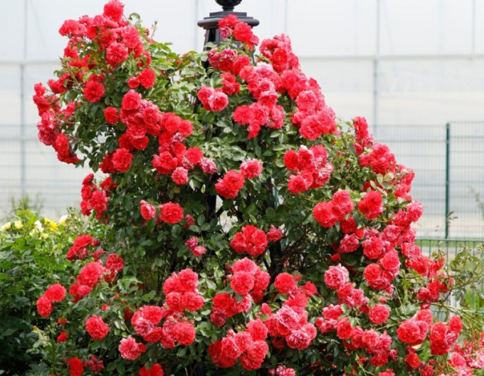 Ruža ´Rosarium Uetersen´